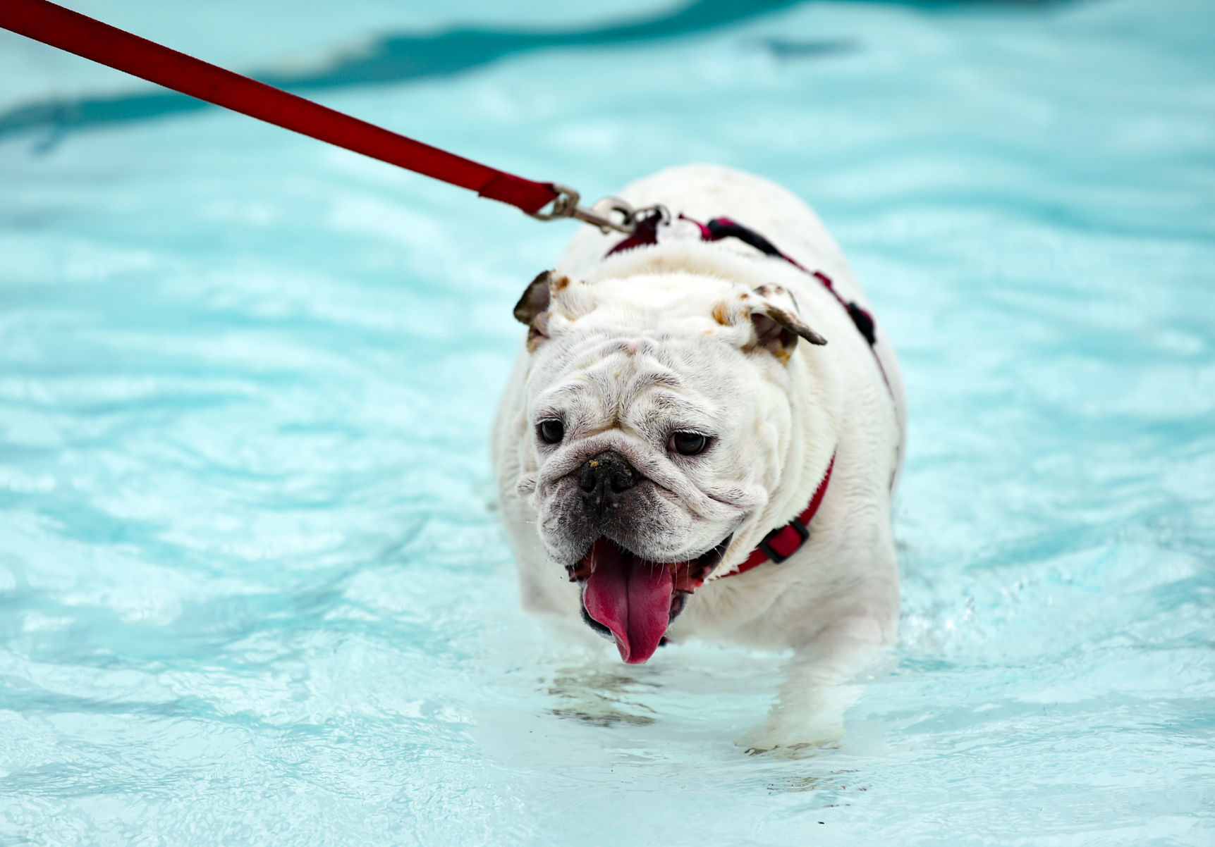 081919-mda-nws-furfriends-032a.JPG